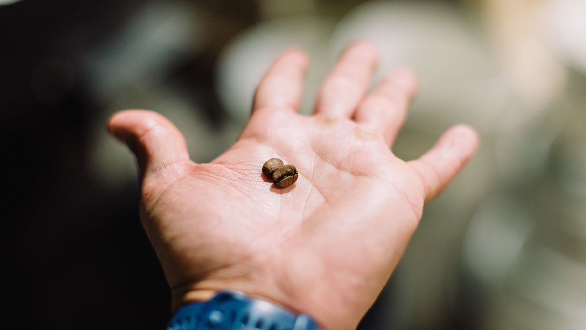 What are arabica coffee beans? | By Odd Kin Coffee