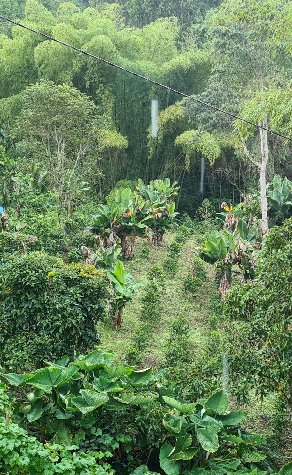 El Diviso, Colombia (Experimental Decaf)