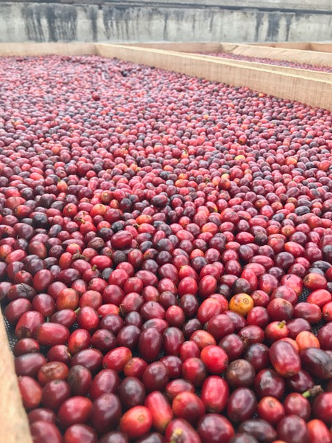 Diofanor Ruiz, Colombia