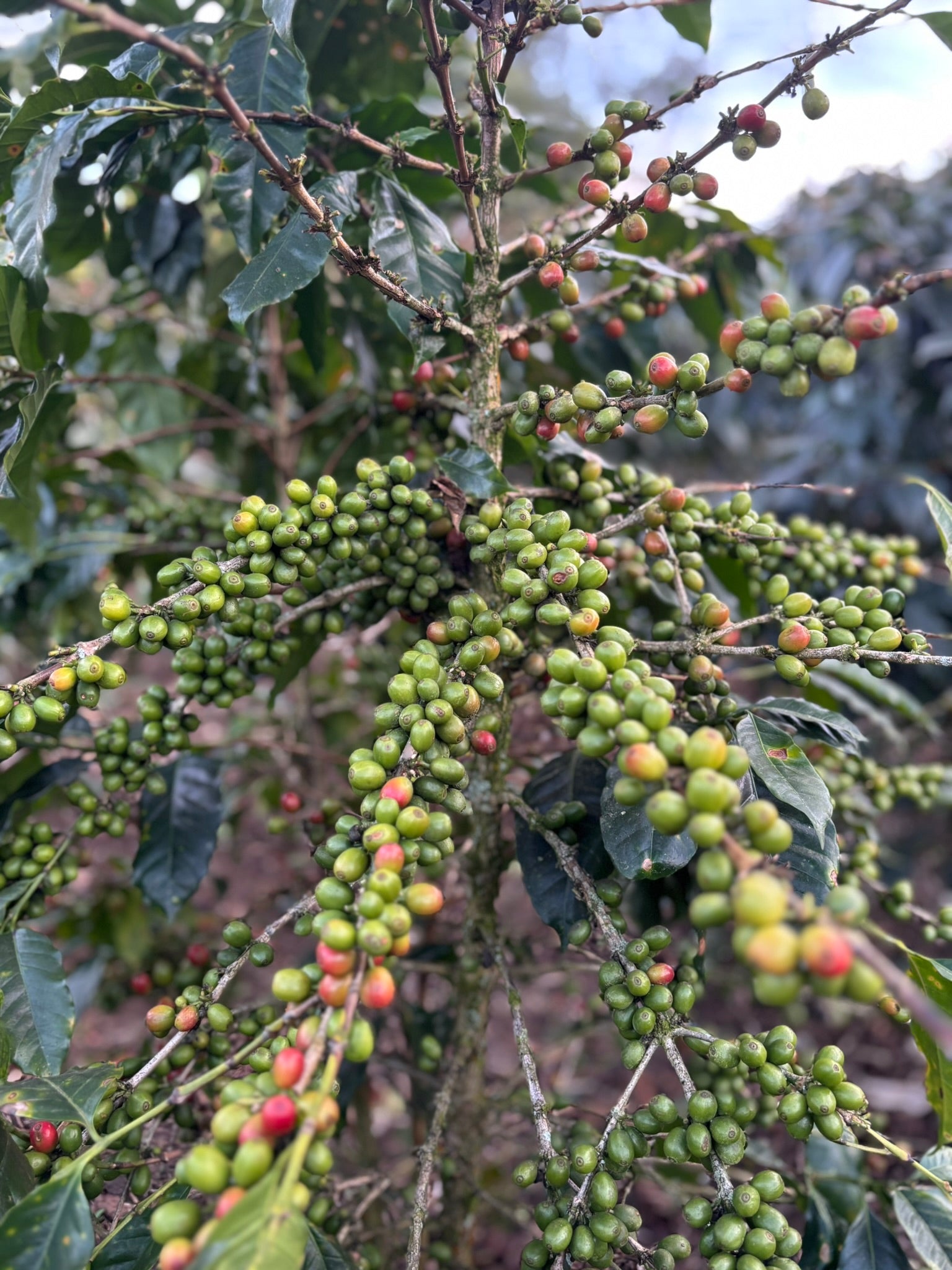 El Matazano, Honduras