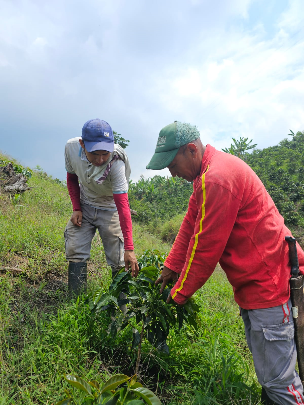 Chiroso, Colombia